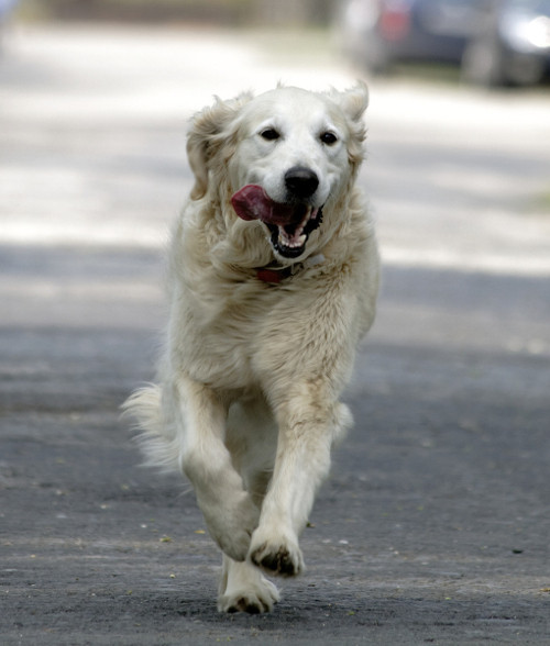 Chạy theo. Một số con chó rất thích chạy theo những thứ chuyển động nhanh trước mặt như một loài vật khác, phương tiện giao thông hay thậm chí là người đang lướt ván. Hành vi này là để kích thích các giác quan của chó đấy.