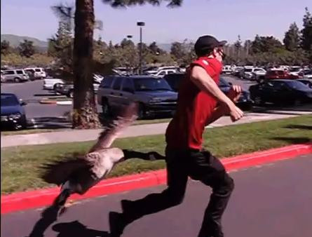 Con ngỗng này còn biết chọn vị trí tấn công rất hiểm.