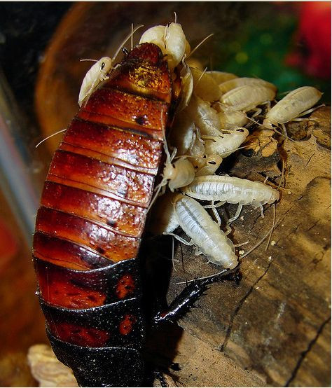 Trong khi gián mẹ vẫn đang miệt mài sinh nở thì đàn con của nó tìm cách chui xuống, ẩn náu dưới cơ thể mẹ.