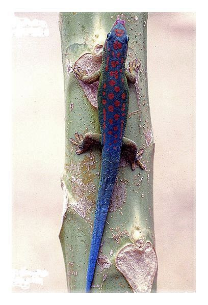 Tắc kè đuôi xanh sở hữu diện mạo vô cùng nổi bật với những chấm đỏ trên lưng và chiếc đuôi dài thướt tha. Con cái thường có đuôi màu xanh lá cây.