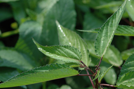 Canh rau đay. Phụ nữ sau khi sinh ít sữa có thể sử dụng bài thuốc sau: Tuần đầu tiên sau sinh mỗi ngày ăn từ 150 - 200g rau đay nấu canh vào các bữa ăn chính. Các tuần sau mỗi tuần ăn 2 lần, mỗi lần ăn từ 200 - 250g rau đay sữa ra đều và rất tốt.