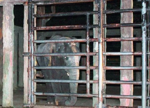  3. Voi quật chết người tại khu du lịch Đại Nam Vào khoảng 3h ngày 23/12/2013, anh Tài lấy thùng sơn nước lách người qua thanh chắn chuồng voi để sơn lại hàng rào khu vực khách tham quan. Bất ngờ, anh Tài bị con voi đực tên là Ka nặng 2 tấn dùng vòi cuốn ngang người. Khi anh Tài kêu cứu, anh Ven và một số nhân viên vườn thú đang sơn hàng rào gần đó chạy đến hô lớn thì con voi tỏ ra hung dữ hơn, quật mạnh, khiến anh Tài rơi trúng hồ chứa nước.