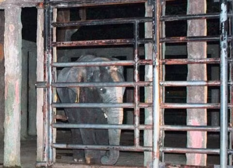  3. Voi quật chết người tại khu du lịch Đại Nam Vào khoảng 3h ngày 23/12/2013, anh Tài lấy thùng sơn nước lách người qua thanh chắn chuồng voi để sơn lại hàng rào khu vực khách tham quan. Bất ngờ, anh Tài bị con voi đực tên là Ka nặng 2 tấn dùng vòi cuốn ngang người. Khi anh Tài kêu cứu, anh Ven và một số nhân viên vườn thú đang sơn hàng rào gần đó chạy đến hô lớn thì con voi tỏ ra hung dữ hơn, quật mạnh, khiến anh Tài rơi trúng hồ chứa nước.