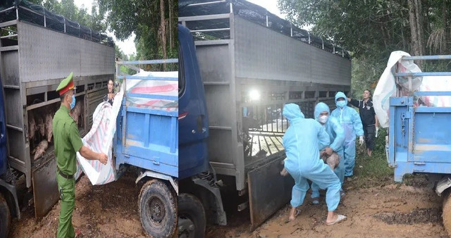 Lực lượng chức năng vận chuyển heo đi tiêu hủy 1.jpg