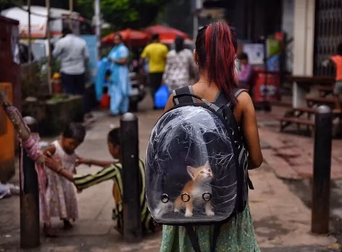 Cô gái mang theo chú mèo trong chiếc ba lô dành cho thú cưng tại chợ Dadar ở Mumbai.
