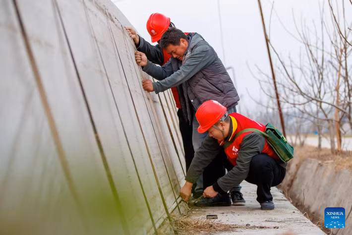 Các tình nguyện viên từ một công ty cung cấp điện giúp người dân gia cố nhà kính tại Suixian, thành phố Thương Khâu, tỉnh Hà Nam, ngày 10/12. Ảnh: Xinhua News.