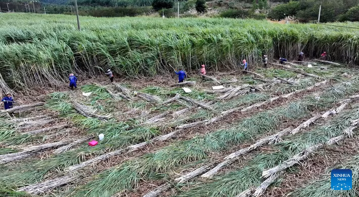 Những người nông dân đang thu hoạch mía ở huyện Liễu Thành, thành phố Liễu Châu, Khu tự trị dân tộc Choang Quảng Tây, miền nam Trung Quốc.