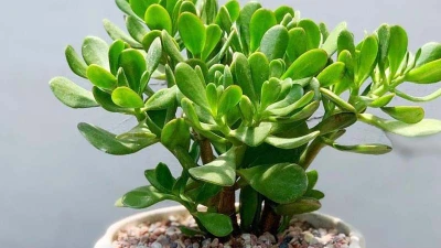 5 cây cảnh Thần Tài, cứ trồng là trổ 'hoa tài lộc'