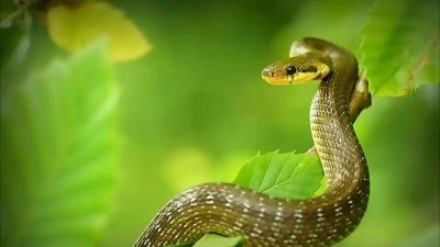 Suốt tháng 12, 4 con giáp quý nhân mở lối, giàu kịch nóc