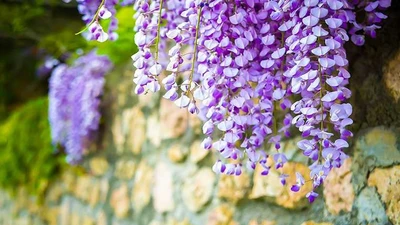 4 cây cảnh trấn trạch giữ nhà, sống trăm năm vẫn tươi tốt