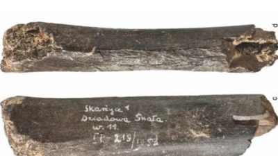 Nghệ thuật tiền sử của người Neanderthal qua dấu khắc trên xương gấu cổ