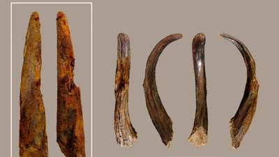 Soi công cụ bằng gỗ cổ nhất của người Neanderthal 