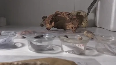 Di tích cổ xưa tại Thổ Nhĩ Kỳ hé lộ tín ngưỡng cổ đại cách đây 14.000 năm