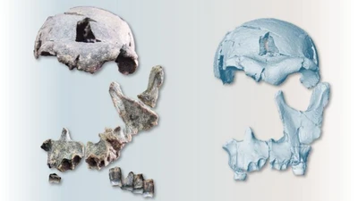 Khám phá xương Homo habilis cổ đại giúp hiểu rõ nguồn gốc loài người