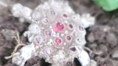 Tìm thấy chiếc trâm vàng hình mai rùa độc lạ Thời Trung Cổ