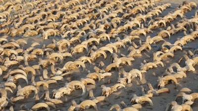 Phát hiện hàng nghìn đầu cừu ướp xác tại đền thờ Ramses II ở Abydos