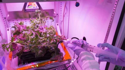 Trồng đậu gà trên đất Mặt trăng mô phỏng thành công