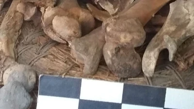 Khám phá ngôi mộ cổ tại Mexico chứa xác ướp vẹt lâu đời nhất thế giới