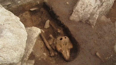 Phát hiện kỳ lạ tại khảo cổ Guernsey: cá heo cổ được chôn cất như người