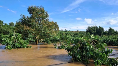 Đắk Lắk: Suối Tây dâng cao kỷ lục, tài sản 'một đêm' trôi theo dòng nước