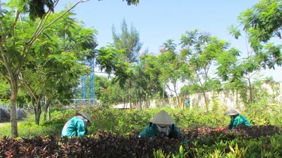 Đấu thầu cây xanh tại Mạo Khê: Những nút thắt kỹ thuật cần được khơi thông sớm