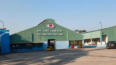 Hơn 120 tấn lợn bệnh, HaLong Canfoco nói không đưa vào sản xuất, cung ứng