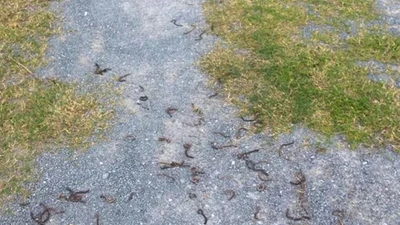 Thông tin mới về kết quả kiểm tra vụ giun bò lên mặt đất gần đèo Ngang