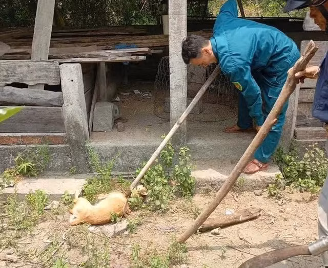 Con chó dại cắn người dân đã bị bắt và tiêu hủy. Ảnh tienphong.vn