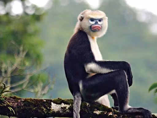Đặc biệt, nơi đây sở hữu loài voọc mũi hếch (Rhinopithecus avunculus) là một trong năm loài linh trưởng đặc hữu của Việt Nam và một trong 25 loài linh trưởng của thế giới có nguy cơ tuyệt chủng trên phạm vi toàn cầu.