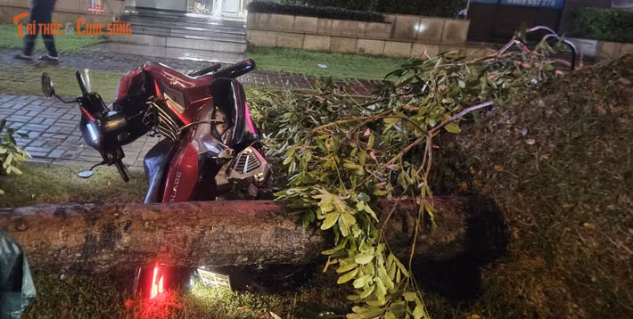 Một cây xanh trên đường Nguyễn Lương Bằng bật gốc đè xe máy lưu thông qua...