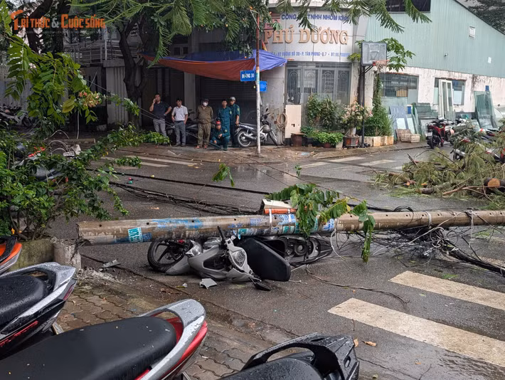 Ngày 10/10, nhiều người dân sống ở đường số 30 phường Tân Hưng, TP HCM vẫn chưa hết lo lắng, bất an khi tuyến đường có 2 cây phượng bật gốc đổ ra đường dù trời không có mưa.