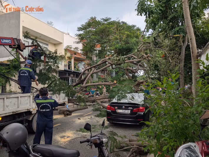 Một chiếc ô tô bị cây ngã đè...
