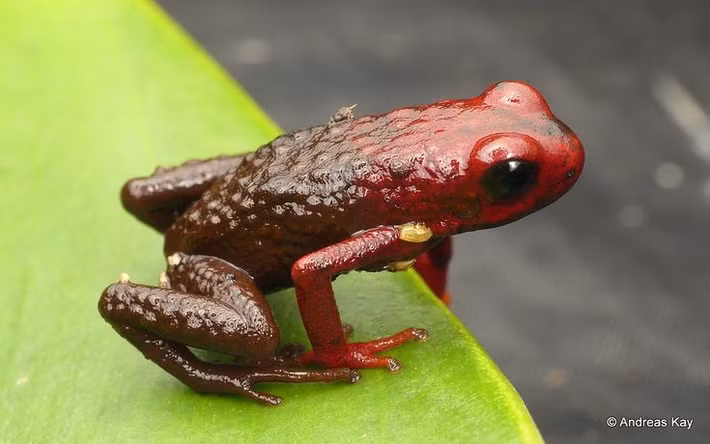  4. Ếch phi tiêu độc (Dendrobatidae). Các loài ếch phi tiêu độc có màu sắc rực rỡ và là một trong những loài động vật độc nhất trên thế giới. Chất độc trên da của chúng được các bộ lạc sử dụng để tẩm lên phi tiêu săn bắn. Ảnh: Pinterest.