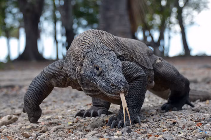 Loài bò sát này lần đầu tiên được phát hiện vào năm 1910 tại đảo Komodo. Chúng có chiều dài tối đa 3 mét và nặng từ 40 đến 70 kg. Kích thưóc của chúng nhỏ hơn nhiều so với cá sấu, nhưng vẫn lớn gấp nhiều lần các loài kỳ đà họ hàng.