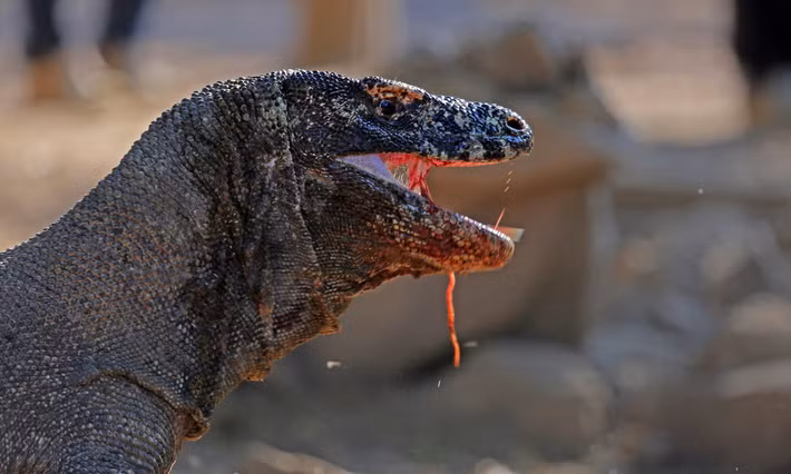 Ngoài ra, sự phân rã của những miếng thịt kẹt giữa răng từ bữa ăn của rồng Komodo thúc đẩy sự phát triển của một số vi khuẩn tự hoại cao, khiến những cú đớp của chúng tiềm ẩn nguy cơ gây nhiễm trùng nghiêm trọng, khiến con mồi chết từ từ kể cả khi đã chạy thoát.