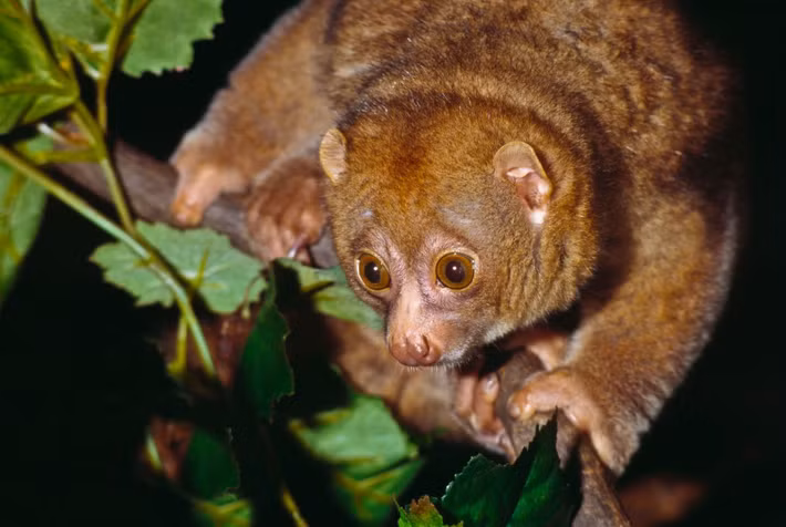 Vượn gấu (Perodicticus potto) dài 30-40 cm, sống trong rừng mưa ở châu Phi xích đạo. Loài linh trưởng nhút nhát này có tấm che bằng xương ở gáy giúp chúng tránh khỏi các cú cắn của kẻ săn mồi.