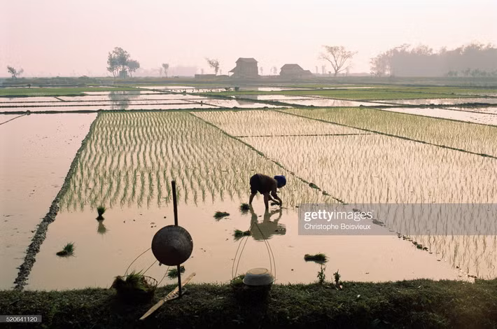 Cảnh đồng lúa ở ngoại vi Hà Nội.