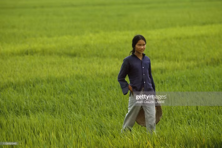 Người nữ nông dân trên cánh đồng lúa ở miền Bắc.