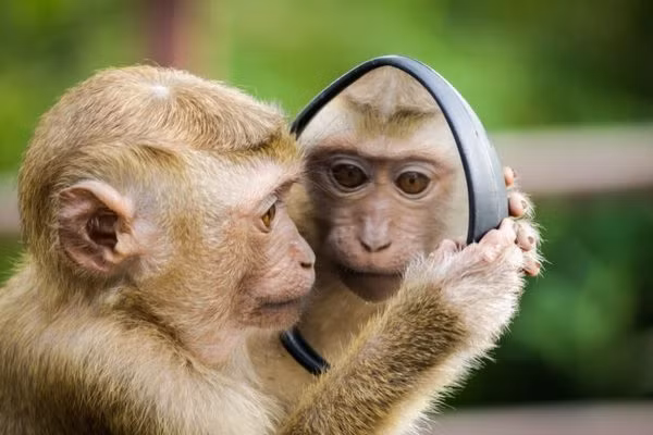 Về sự giàu có, họ dựa vào trí tuệ và sự chăm chỉ của mình để kiếm được nhiều tiền, cuộc sống của họ ngày càng sung túc. Đồng thời, mối quan hệ giữa các cá nhân với loài khỉ cũng được xử lý rất hài hòa, chúng có bạn bè trên khắp thế giới, tạo nền tảng vững chắc cho sự phát triển trong tương lai của chúng. (Bài viết chỉ mang tính chất tham khảo và chiêm nghiệm).