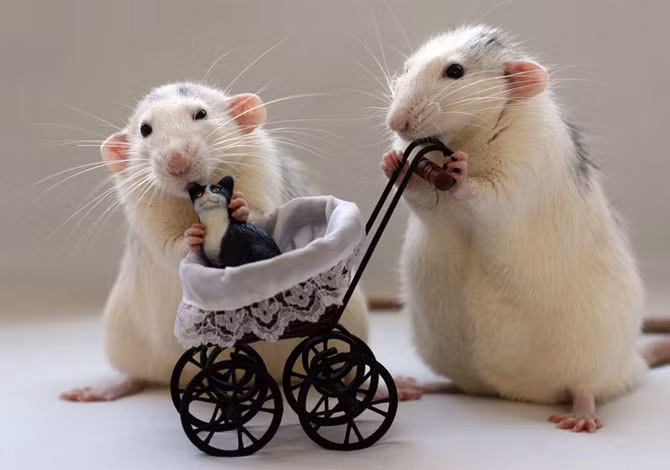  Nguồn lực mạng lưới của người tuổi Tý cũng sẽ đóng vai trò rất lớn vào lúc này, mang đến cho họ nhiều cơ hội hợp tác và tích lũy của cải. Trong gia đình hòa thuận, hạnh phúc, những chuyện vui vẻ nối tiếp nhau nên khi đạt được thành công trong sự nghiệp, tuổi Tý cũng cảm nhận được sự ấm áp, hạnh phúc của mái ấm gia đình.