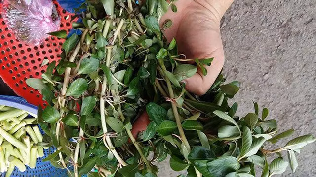 3 loại rau dại mọc đầy ruộng vườn nay thành đặc sản được săn lùng - Hình 4 3 loai rau dai moc day ruong vuon nay thanh dac san duoc san lung-Hinh-4