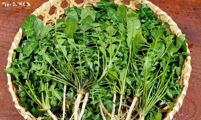 Rau tề thái có gì đặc biệt mà được ca ngợi là 'cỏ tiên' dưỡng nhan? - Hình 3 Rau te thai co gi dac biet ma duoc ca ngoi la 'co tien' duong nhan?-Hinh-3