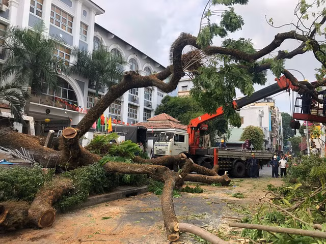 Vụ cây xanh bật gốc: Báo động đỏ liên viện cứu một thai phụ - Hình 2 Vu cay xanh bat goc: Bao dong do lien vien cuu mot thai phu-Hinh-2