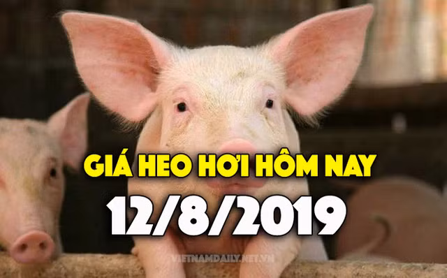 Gia heo hoi hom nay 12/8: Gia heo mien Bac tang manh, co noi tang 5.000 dong/kg