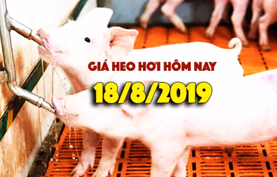 Giá heo hơi hôm nay 18/7: Giá heo hơi miền Nam bất ngờ tăng mạnh Gia heo hoi hom nay 18/7: Gia heo hoi mien Nam bat ngo tang manh