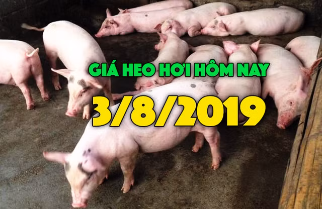 Gia heo hoi hom nay 3/8: Gia heo hoi mien Bac tang, cao nhat 42.000 dong/kg