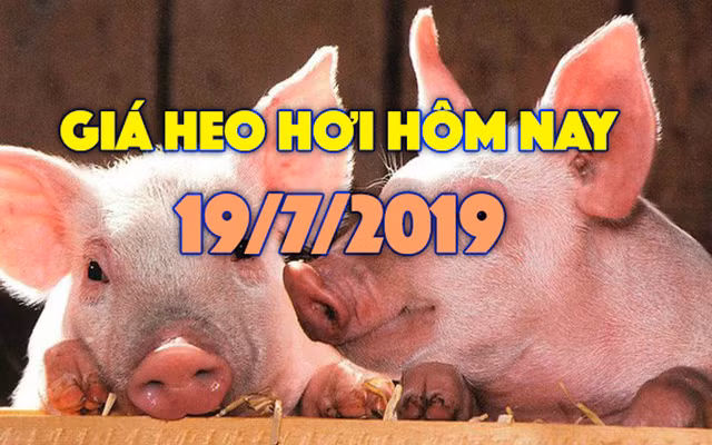 Giá heo hơi hôm nay 19/7: Giá heo miền Nam biến động trái chiều, Đồng Nai bất ngờ tăng Gia heo hoi hom nay 19/7: Gia heo mien Nam bien dong trai chieu, Dong Nai bat ngo tang