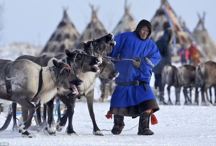  Là dân tộc du mục chăn tuần lộc lâu đời. Người Nenets di chuyển hàng trăm km mỗi năm để tìm đồng cỏ cho đàn tuần lộc. Ảnh: Pinterest.