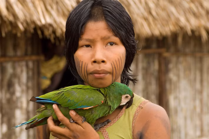  Cấu trúc làng phản ánh tư duy xã hội học cao. Làng Kayapo thường có dạng tròn, nhà ở xếp quanh quảng trường trung tâm – nơi diễn ra nghi lễ, hội họp và truyền dạy kiến thức. Ảnh: natureneedshalf.org.