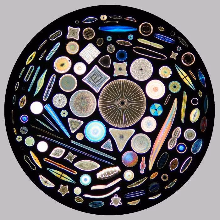 Ảnh: micro.sakura.ne. Tảo silic, hay diatom, là một nhóm vi tảo sống phổ biến trong đại dương, sông hồ và cả những vùng đất ẩm ướt. Điều khiến chúng khác biệt với hầu hết thực vật khác là lớp vỏ ngoài được tạo thành từ silica – hợp chất hóa học chính tạo nên thủy tinh. Mỗi loài có hình dạng riêng biệt, từ hình tròn, hình bầu dục cho đến những cấu trúc đối xứng phức tạp với vô số hoa văn li ti. Dưới kính hiển vi điện tử, nhiều mẫu tảo silic trông giống những chiếc hộp trang sức tinh xảo hơn là sinh vật sống.